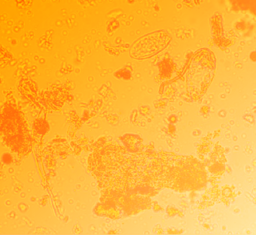 insecticide microscopic view
